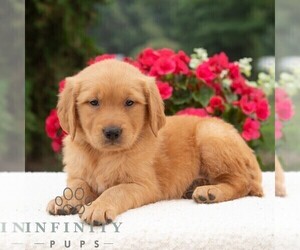 Golden Retriever Puppy for sale in NEWPORT, PA, USA
