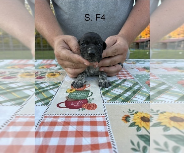 Medium Photo #12 German Shorthaired Pointer Puppy For Sale in ARGONNE, WI, USA