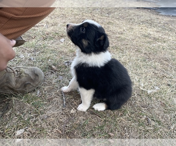 Medium Photo #2 Australian Shepherd Puppy For Sale in TOLEDO, IL, USA