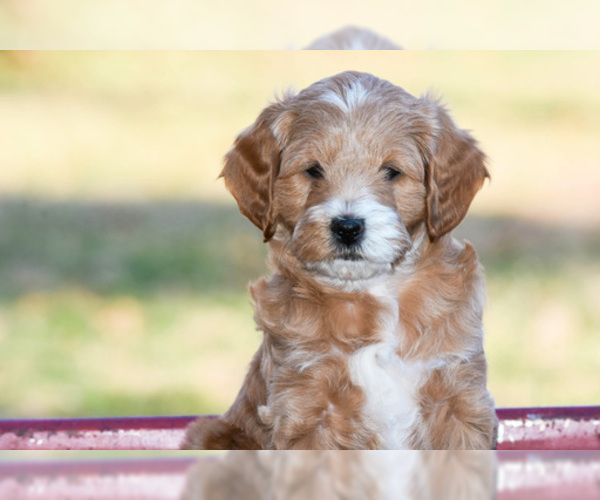 Medium Photo #8 Cock-A-Poo Puppy For Sale in MANAHAWKIN, NJ, USA