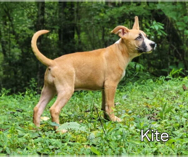 Medium Photo #7 Mutt Puppy For Sale in Ellijay, GA, USA