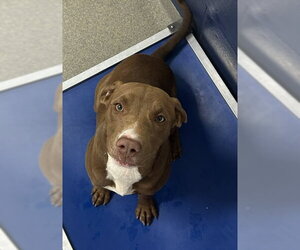 Labrador Retriever-Unknown Mix Dogs for adoption in Sterling, MA, USA