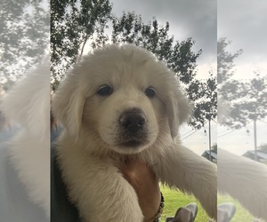 Great Pyrenees Puppy for sale in CHIPLEY, FL, USA