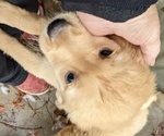 Small Photo #6 Golden Retriever Puppy For Sale in STANLEY, NC, USA