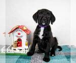 Small #5 Labrador Retriever Mix