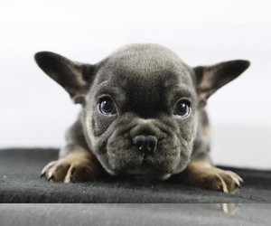French Bulldog Puppy for sale in BROOKLYN, NY, USA