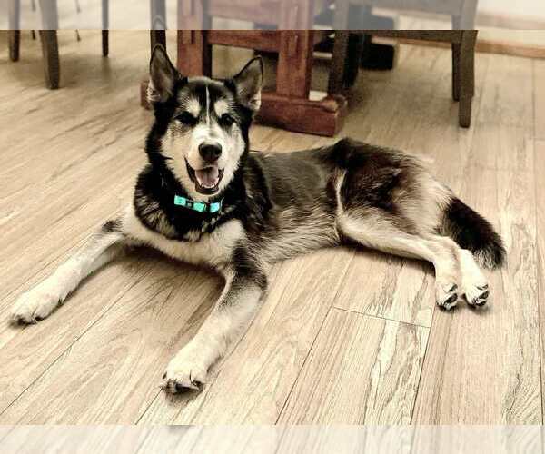 Medium Photo #7 Siberian Husky-Unknown Mix Puppy For Sale in Andover, MN, USA