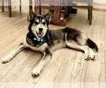 Small #6 Siberian Husky Mix