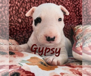 Bull Terrier Puppy for sale in MULDROW, OK, USA