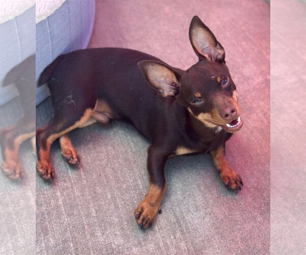 Medium Photo #1 Chiweenie Puppy For Sale in Newport Beach, CA, USA