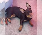 Small Chiweenie