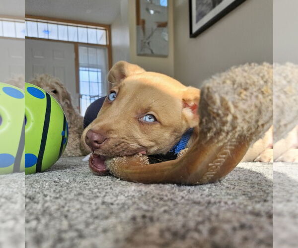 Medium Photo #7 Siberian Husky-Unknown Mix Puppy For Sale in Fargo, ND, USA