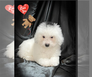 Maltipoo Puppy for sale in SAN FRANCISCO, CA, USA