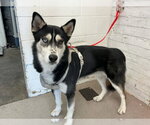 RIVER - Male Siberian Husky Dog for Adoption - Small photo