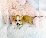 Small Photo #16 Chihuahua Puppy For Sale in PEMBROKE PINES, FL, USA