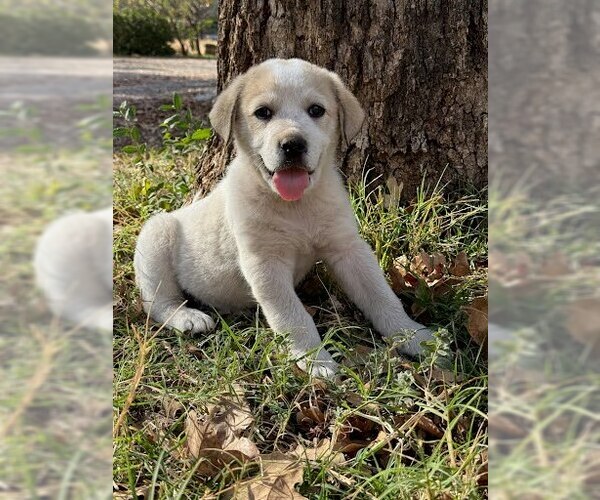 Medium Photo #1 Great Pyrenees-Unknown Mix Puppy For Sale in Winter Park, CO, USA