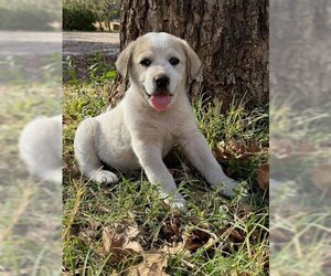 Great Pyrenees-Unknown Mix Dogs for adoption in Winter Park, CO, USA