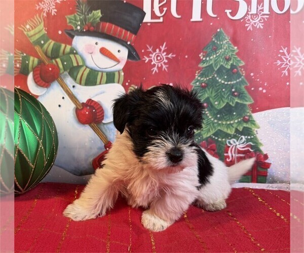 Medium Photo #19 Morkie Puppy For Sale in PEMBROKE PINES, FL, USA