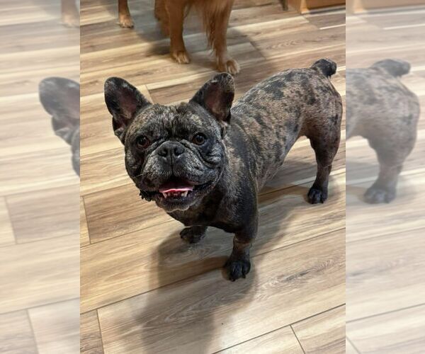Medium Photo #1 French Bulldog Puppy For Sale in MOULTON, IA, USA