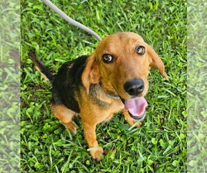 Beagle Dogs for adoption in Dunnellon, FL, USA