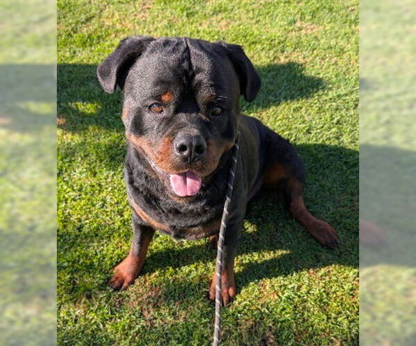 Medium Photo #2 Rottweiler-Unknown Mix Puppy For Sale in Ventura, CA, USA