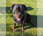 Small #1 Rottweiler Mix
