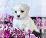 Small #1 Maltese