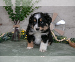 Puppy Sampson Australian Shepherd