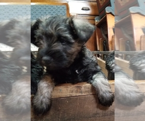 Schnauzer (Miniature) Puppy for sale in TITUSVILLE, PA, USA