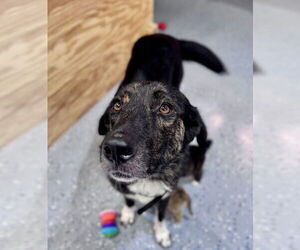 Anatolian Shepherd-Labrador Retriever Mix Dogs for adoption in Lakewood, CO, USA