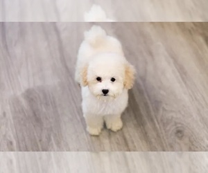 Poodle (Miniature) Puppy for sale in NASHVILLE, TN, USA