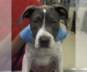 Mutt Dogs for adoption in Riverside, CA, USA