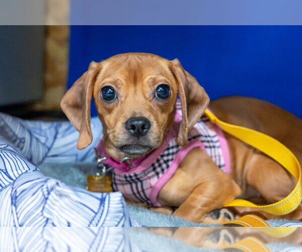 Medium Photo #1 Daug Puppy For Sale in Mundelein, IL, USA