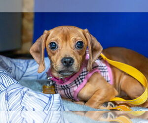 Daug Dogs for adoption in Mundelein, IL, USA