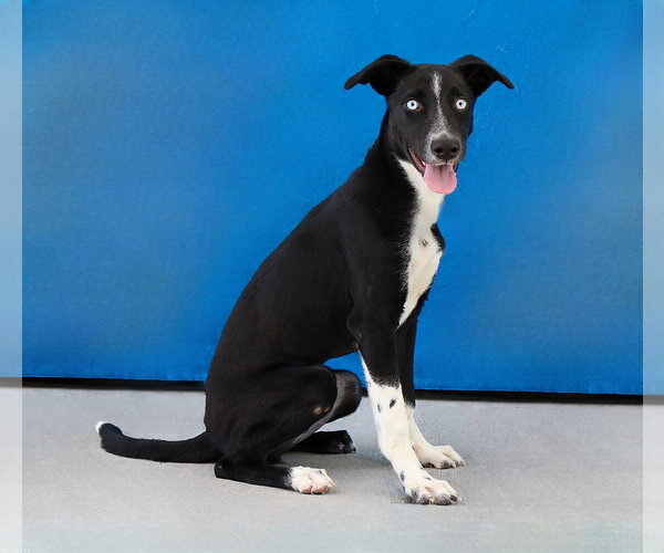 Medium Photo #2 Border Collie Puppy For Sale in Pasadena, CA, USA