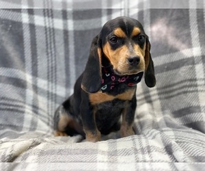 Beagle Puppy for sale in LAKELAND, FL, USA