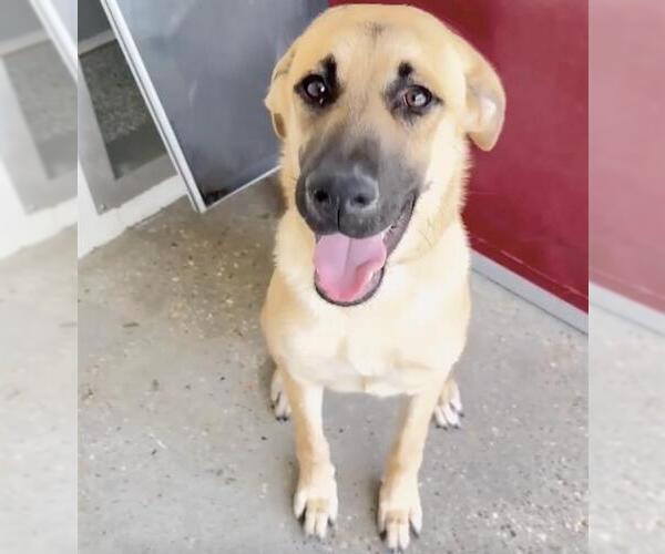 Medium Photo #2 Black Mouth Cur Puppy For Sale in Houston, TX, USA