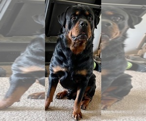 Father of the Rottweiler puppies born on 06/27/2022