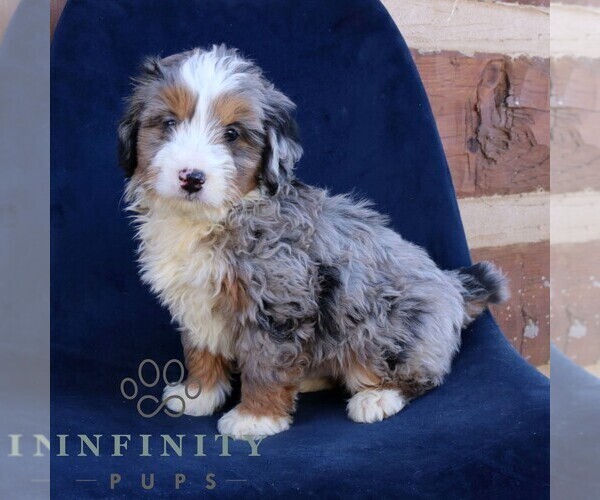 Medium Photo #1 Bernedoodle (Miniature) Puppy For Sale in NARVON, PA, USA