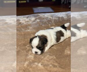 Shih Tzu Dogs for adoption in HOPKINSVILLE/PRINCETON, KY, NH, USA