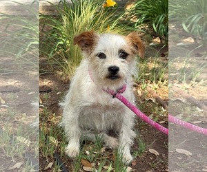Jack Russell Terrier-Unknown Mix Dogs for adoption in Grafton, WI, USA