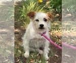 Small Jack Russell Terrier Mix