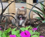 Puppy Western Pomeranian