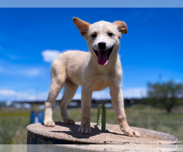Medium Photo #1 Australian Shepherd-Mutt Mix Puppy For Sale in ENGLEWOOD, CO, USA