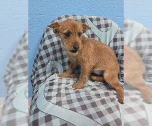 Chihuahua-Unknown Mix Dogs for adoption in Grafton, WI, USA