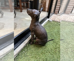 Xoloitzcuintli (Mexican Hairless) Puppy for sale in ADDISON, TX, USA