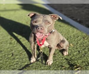 Mutt Dogs for adoption in Las Vegas, NV, USA