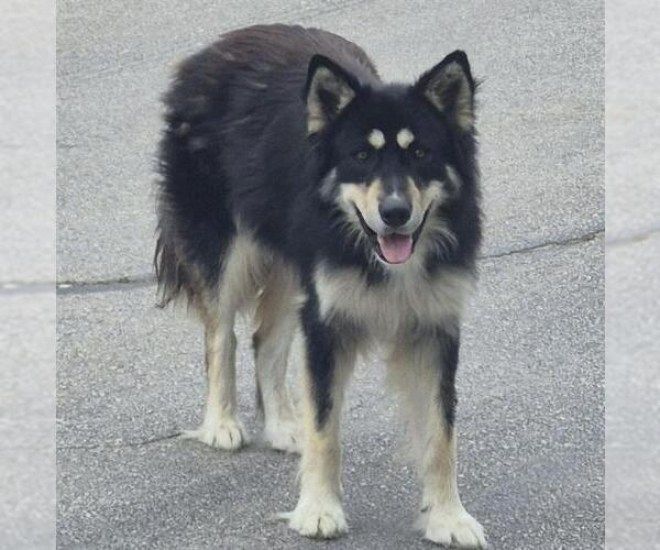 Medium Photo #1 Siberian Husky-Unknown Mix Puppy For Sale in San Antonio, TX, USA