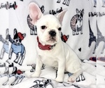 Small Photo #1 French Bulldog Puppy For Sale in COAL CREEK, WA, USA