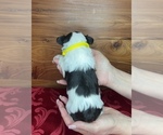Small #5 Schnauzer (Miniature)